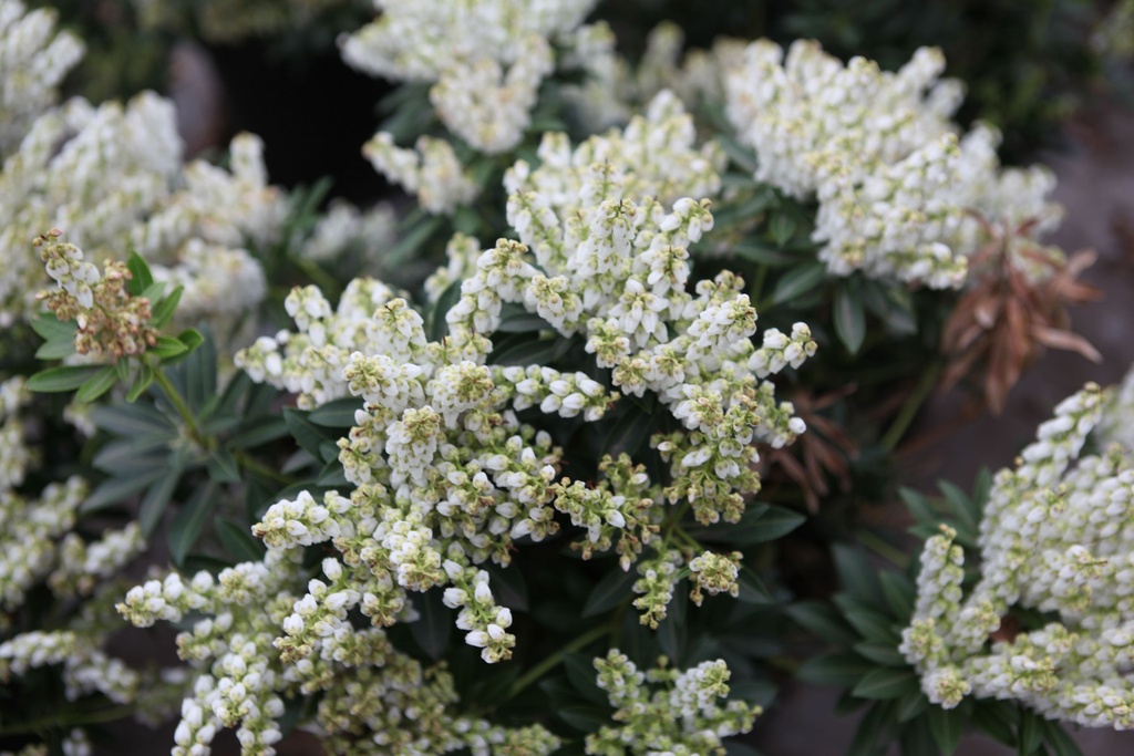 PIERIS JAPONICA 'DEBUTANTE'