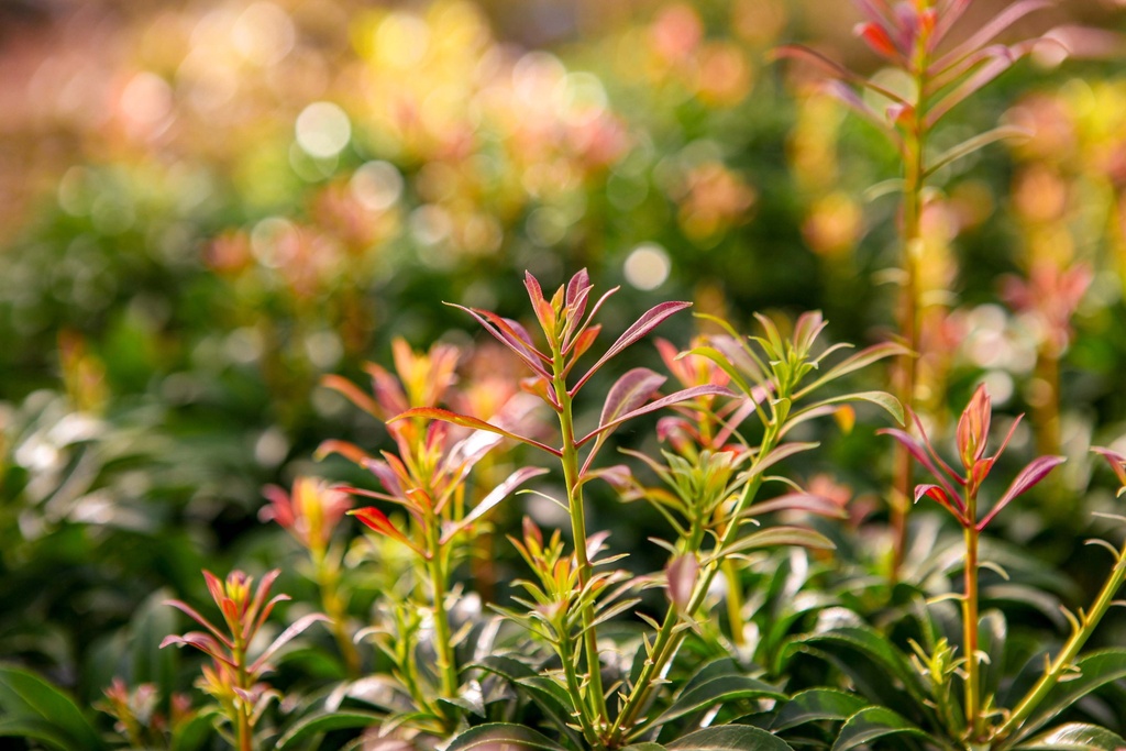 PIERIS JAPONICA 'PASSION'