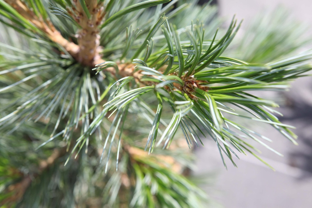 [xx] PINUS FLEXILIS 'VANDERWOLF'S PYRAMID' (Pot 3 liter, 25-30 cm)