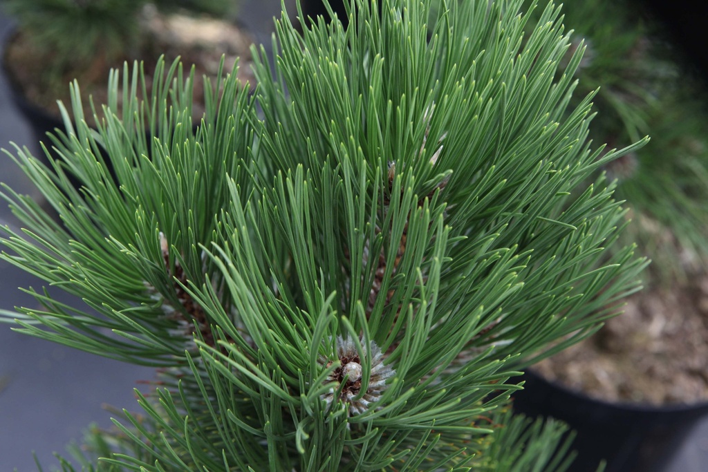 PINUS HELDREICHII 'MALINKII'