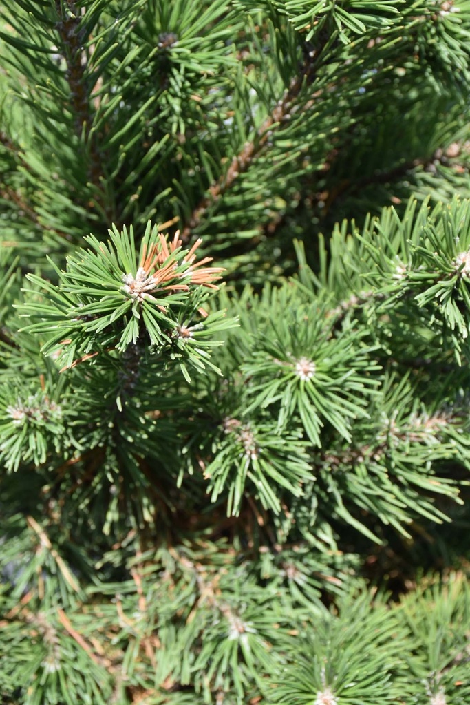 PINUS MUGO 'GNOM'