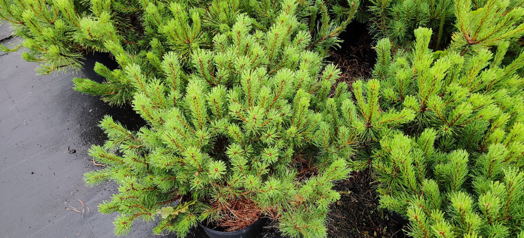 PINUS MUGO MUGHUS