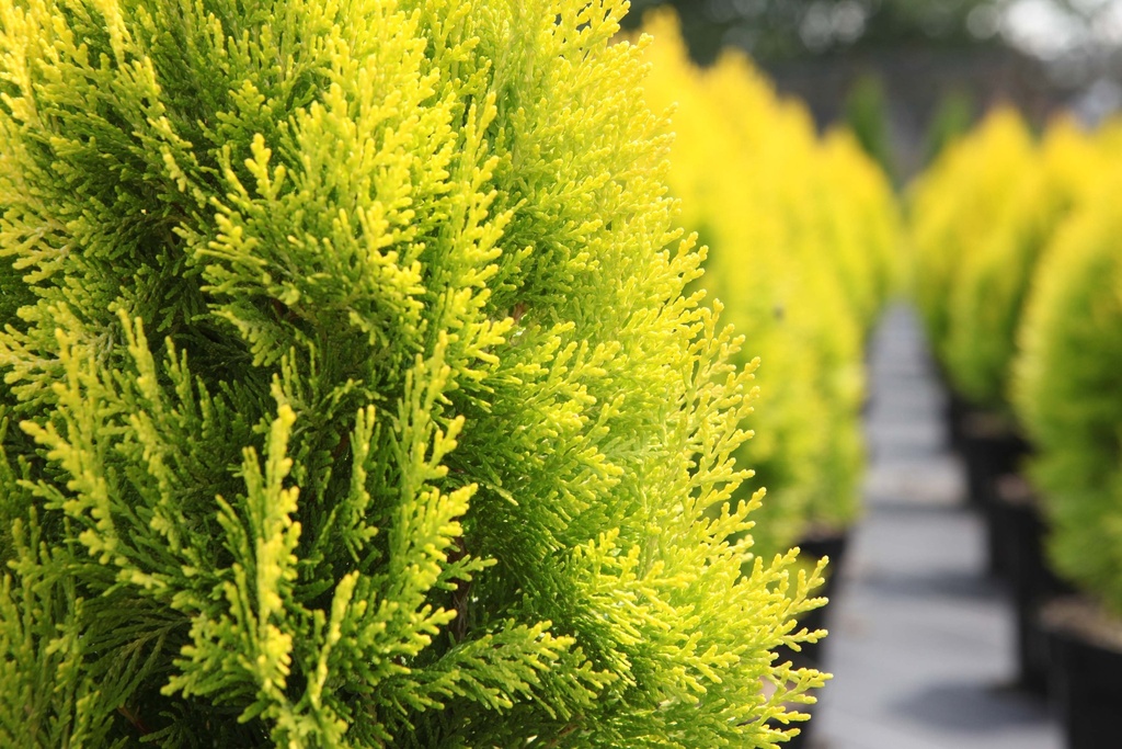 PLATYCLADUS ORIENTALIS 'PYRAMIDALIS AUREA (THUJA)'