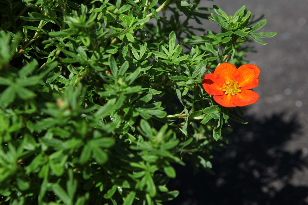 POTENTILLA FRUTICOSA BELLA SOL