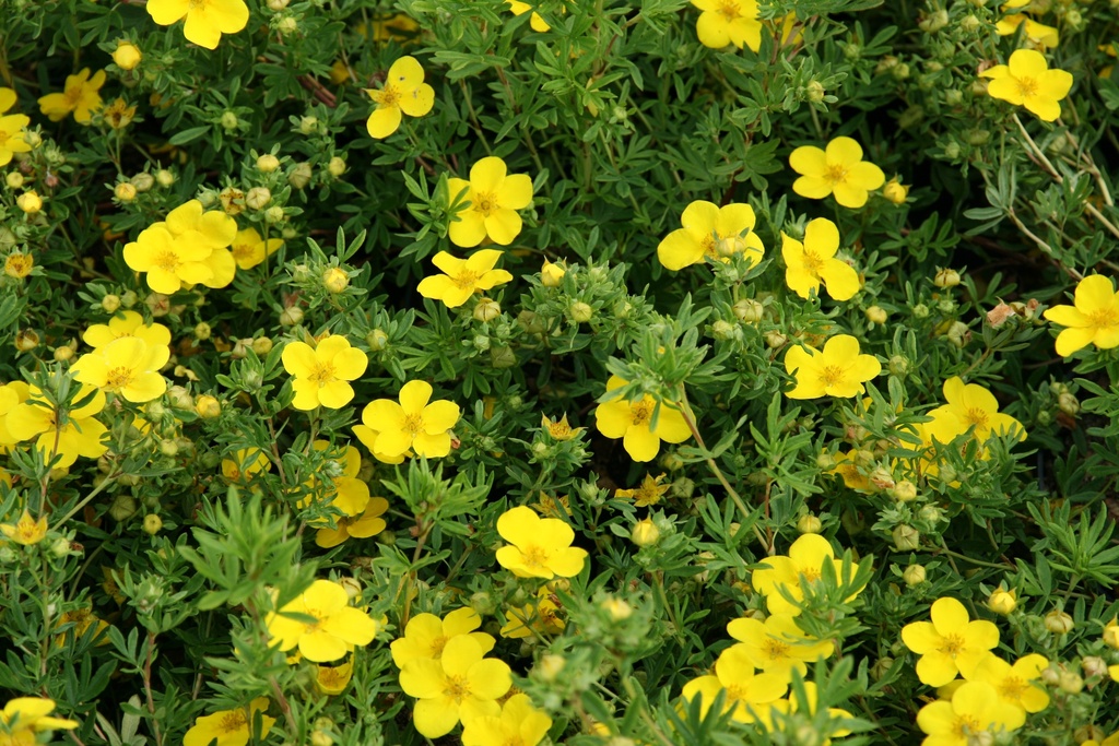POTENTILLA FRUTICOSA 'GOLDFINGER'