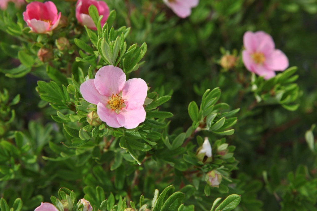 POTENTILLA FRUTICOSA LOVELY PINK