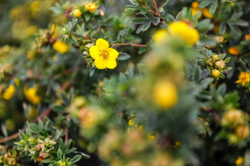 POTENTILLA FRUTICOSA 'SOMMERFLOR'