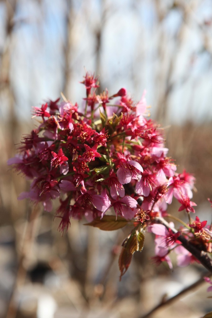 PRUNUS 'KURSAR'