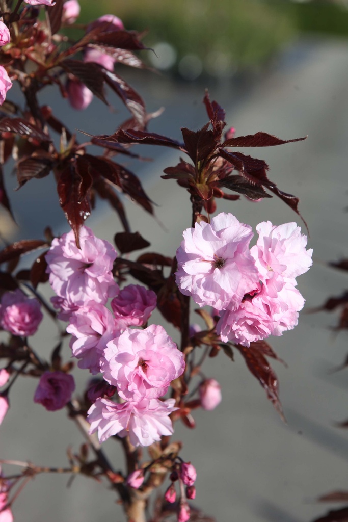 PRUNUS SERRULATA 'ROYAL BURGUNDY'