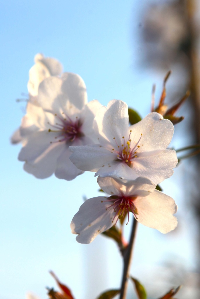 PRUNUS 'THE BRIDE'