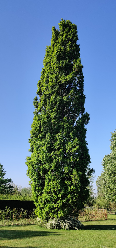 [QRFKO200] QUERCUS ROBUR 'FASTIGIATE KOSTER' (200-250 cm)