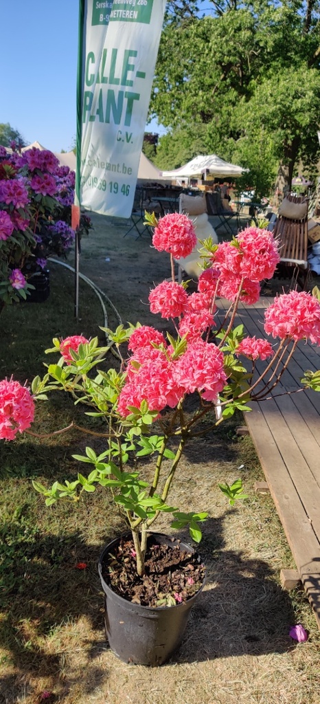 RHODODENDRON (AK) 'HOMEBUSH'