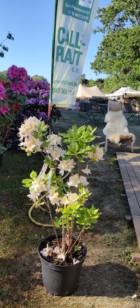 RHODODENDRON (AK) 'PERSIL'