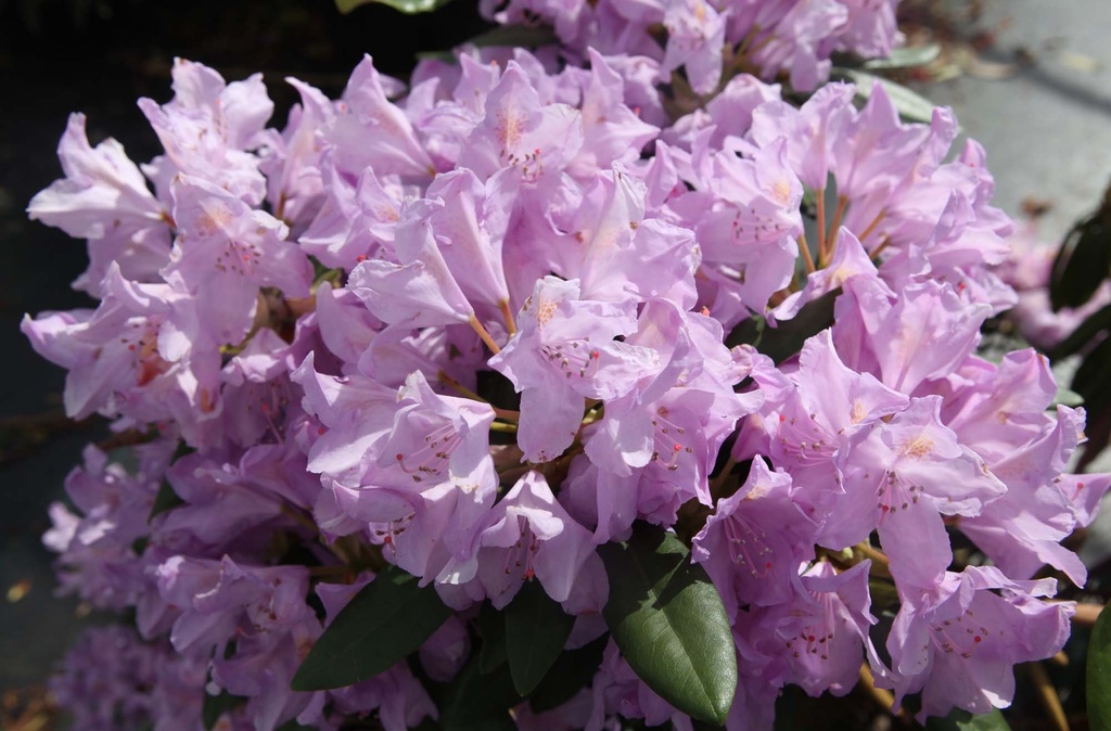 RHODODENDRON PONTICUM
