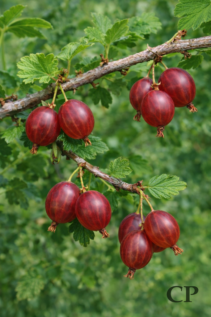 STEKELBES 'HINNONMÄKI RED'