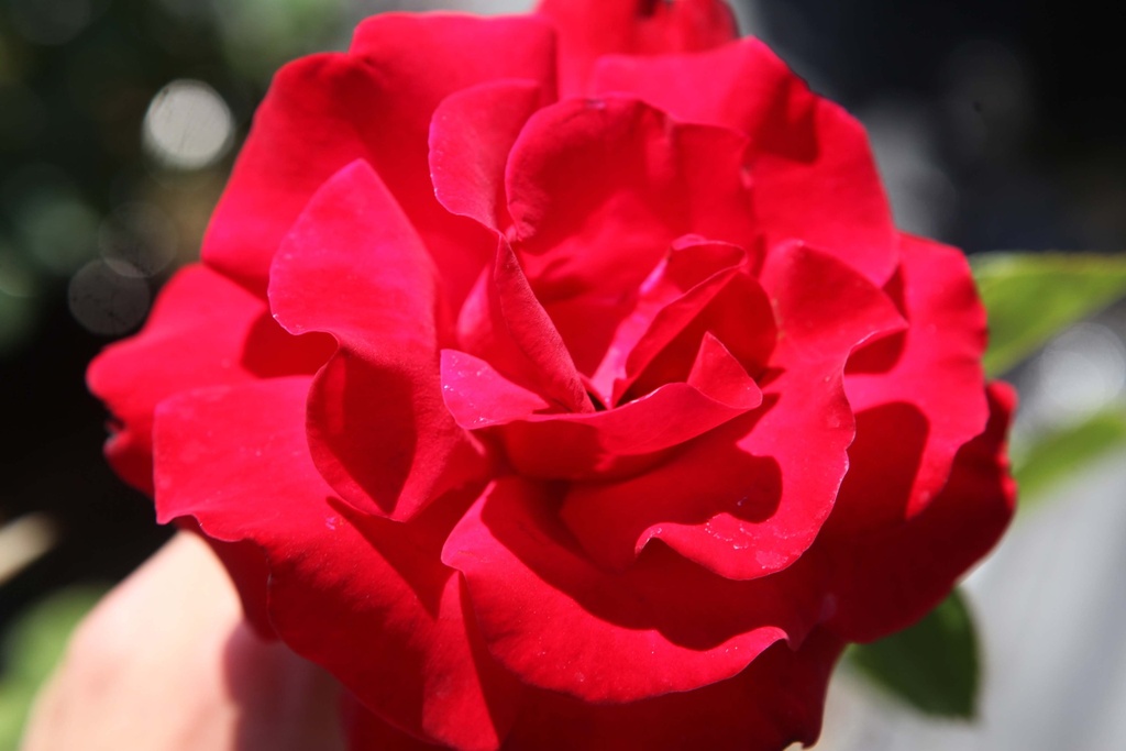 ROSA (K) 'SANTANA'