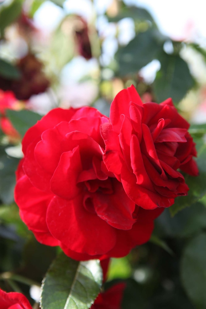 ROSA 'AMADEUS'