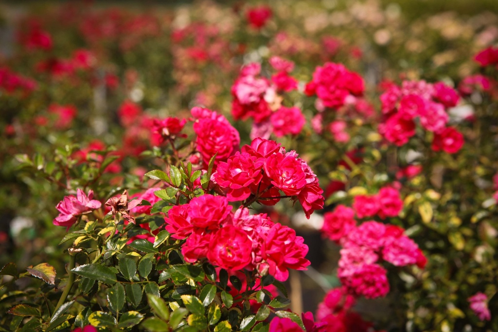 ROSA 'FAIRY QUEEN®'