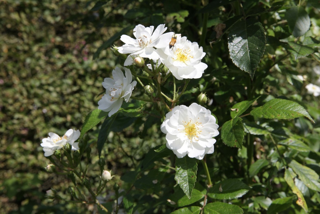 ROSA 'GUIRLANDE D'AMOUR®'