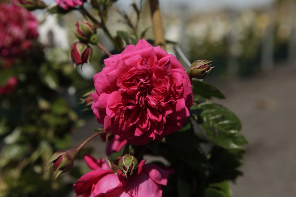 [xx] ROSA 'LAGUNA' (Pot 3 liter, 80-100 cm)