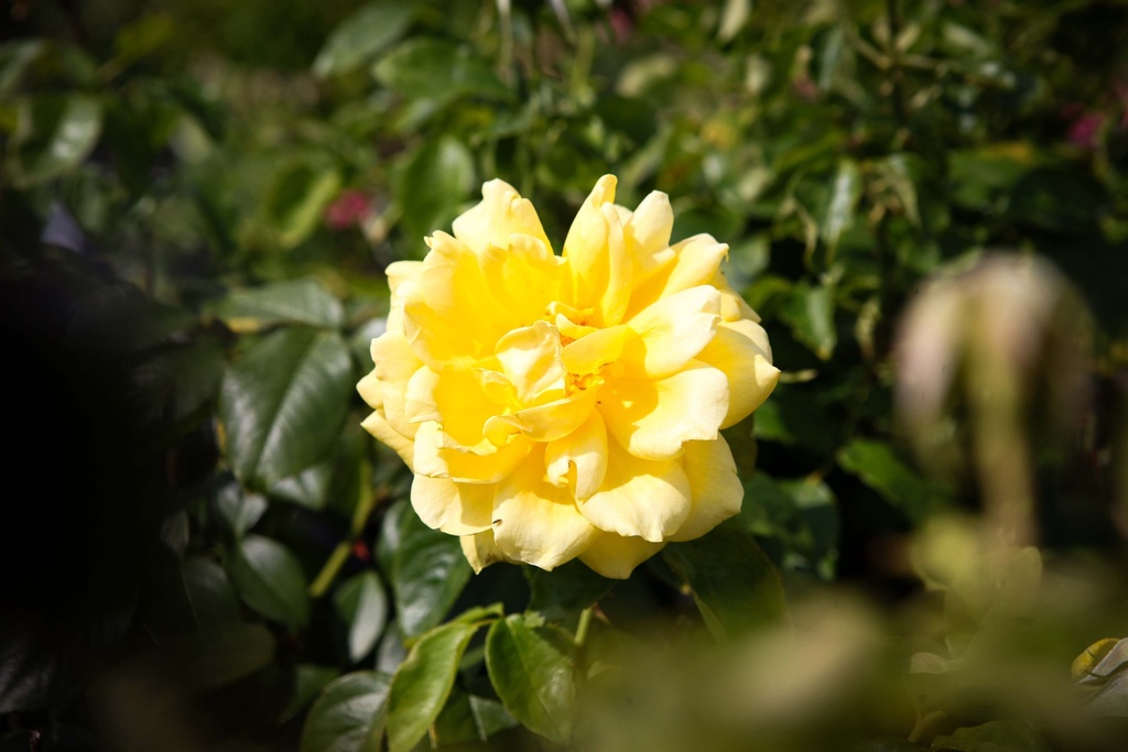 [xx] ROSA 'MELLGOLD' (Pot, 100 cm stam)
