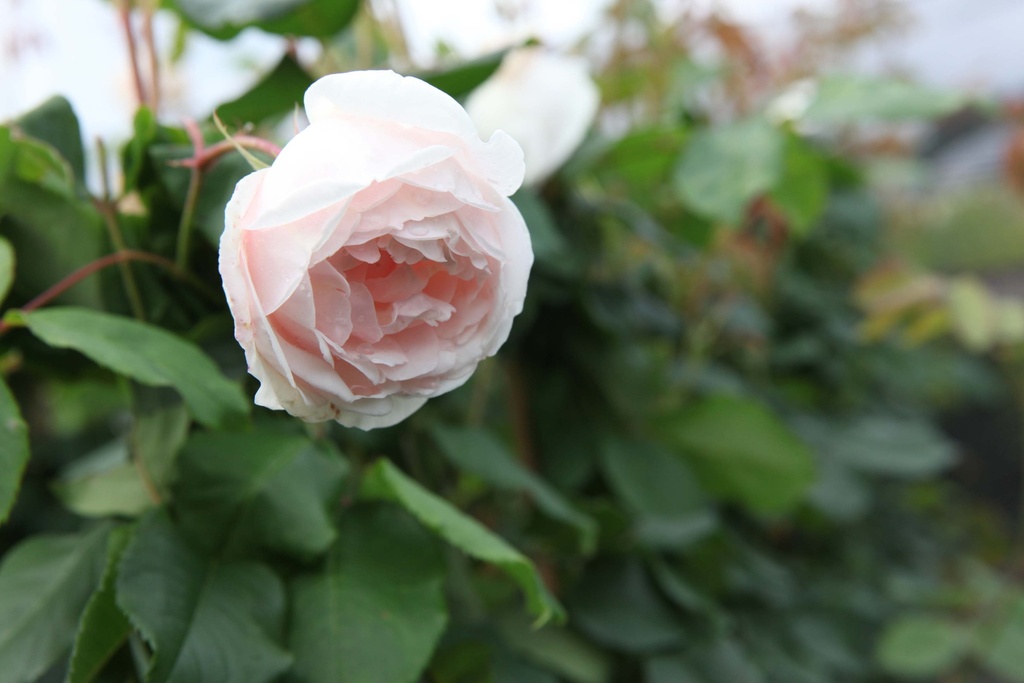 [xx] ROSA 'MME ALFRED CARRIÈRE' (Pot 3 litres, 80-100 cm)