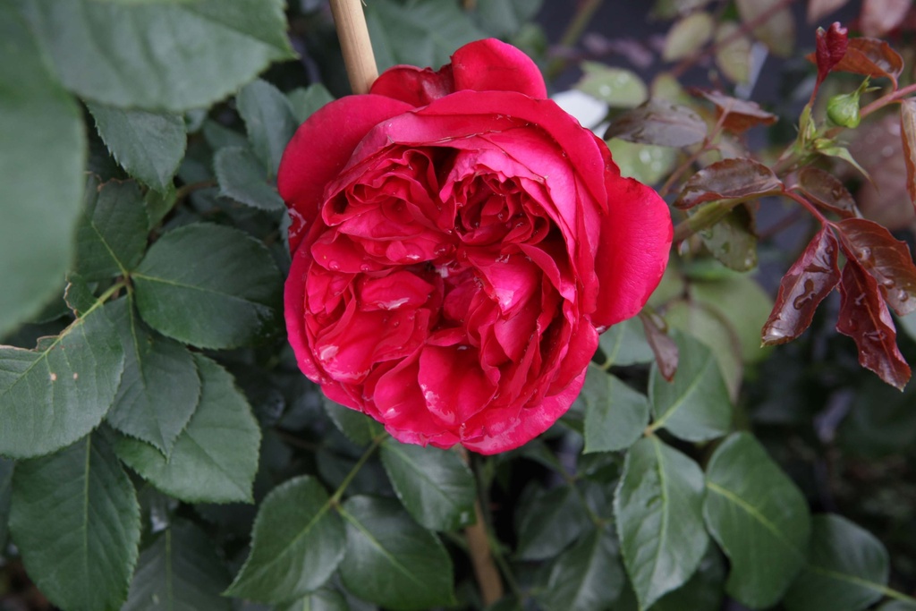 [xx] ROSA RED EDEN ROSE® (Pot 3 litres, 80-100 cm)