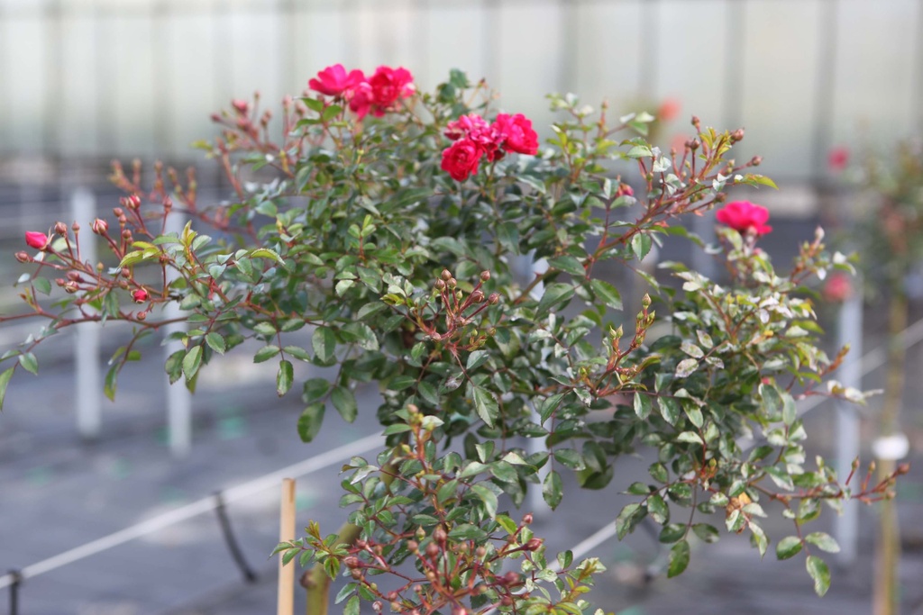 ROSA 'RED FAIRY'