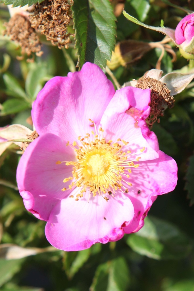 ROSA RUGOSA JAM-A-LICIOUS