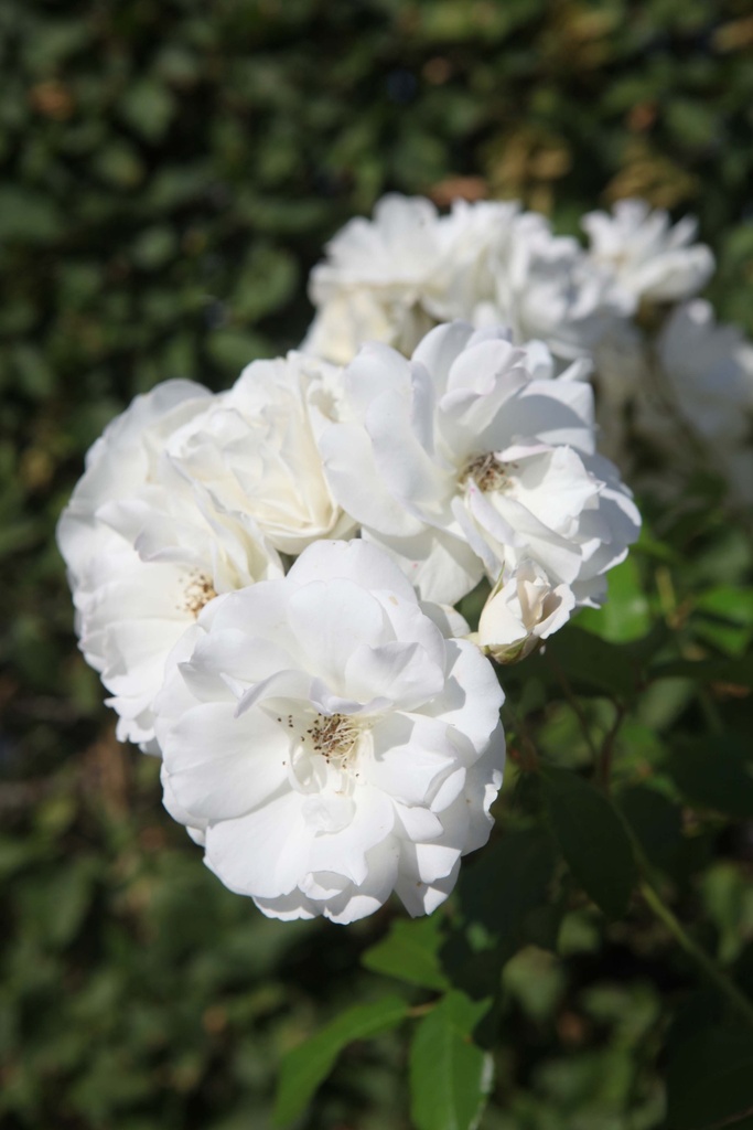 [xx] ROSA SCHNEEWITTCHEN® (Pot, Tige 100 cm)