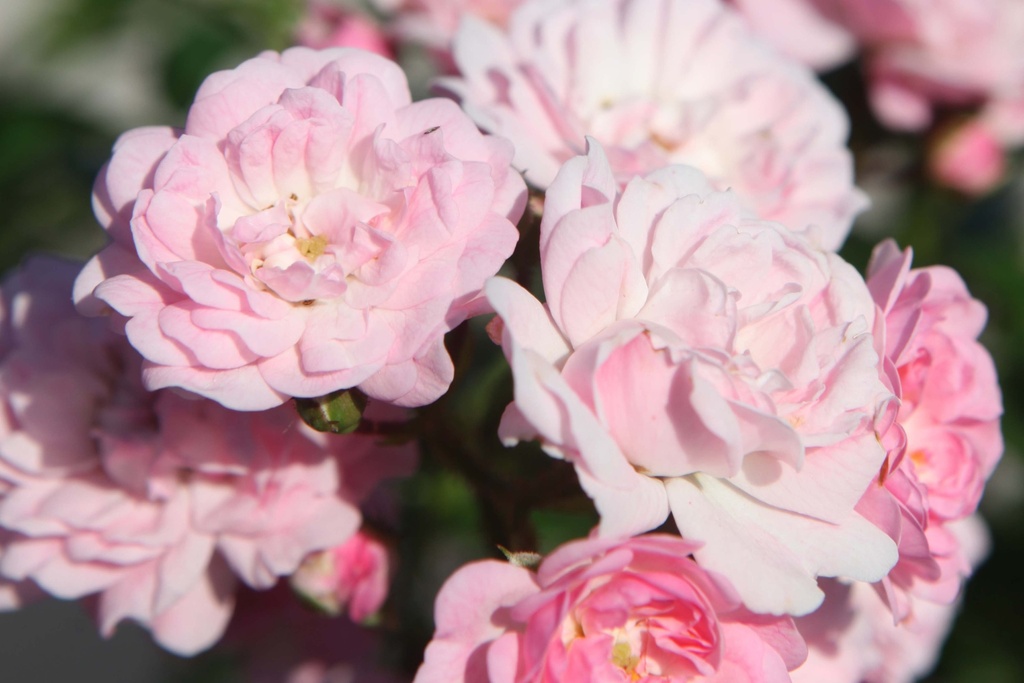 ROSA 'THE FAIRY'