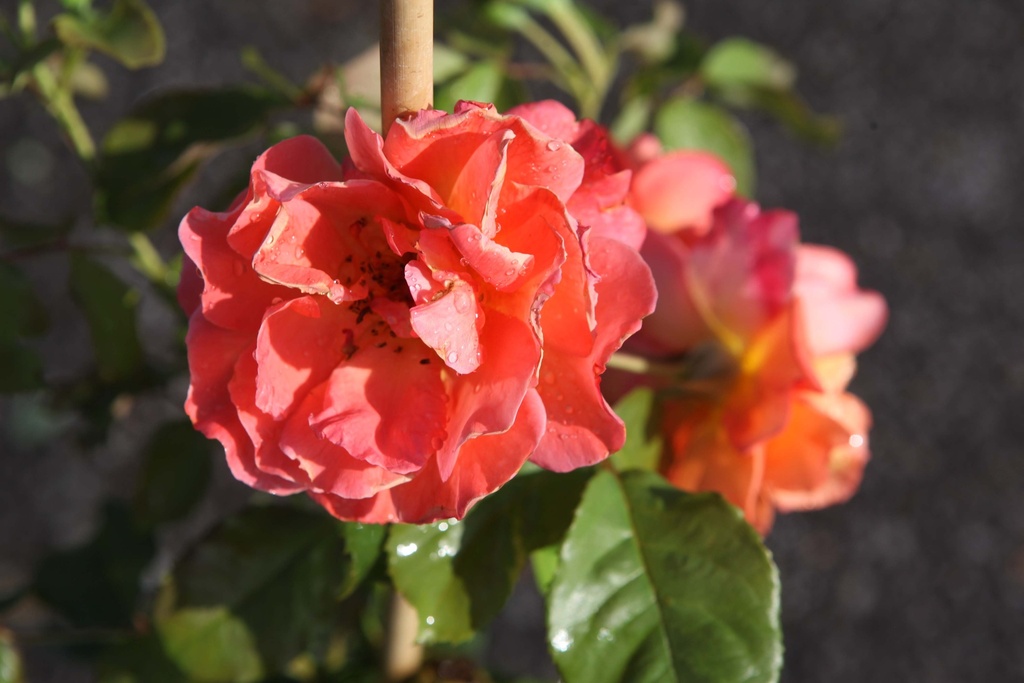 ROSA 'WESTERLAND'