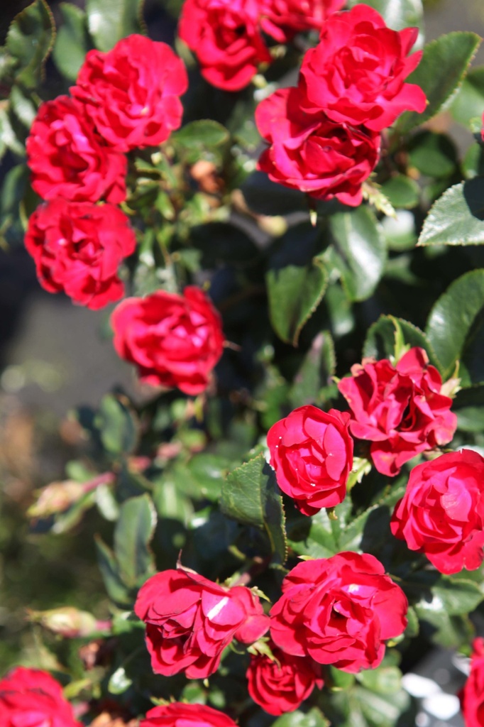 ROSA ZEPETI
