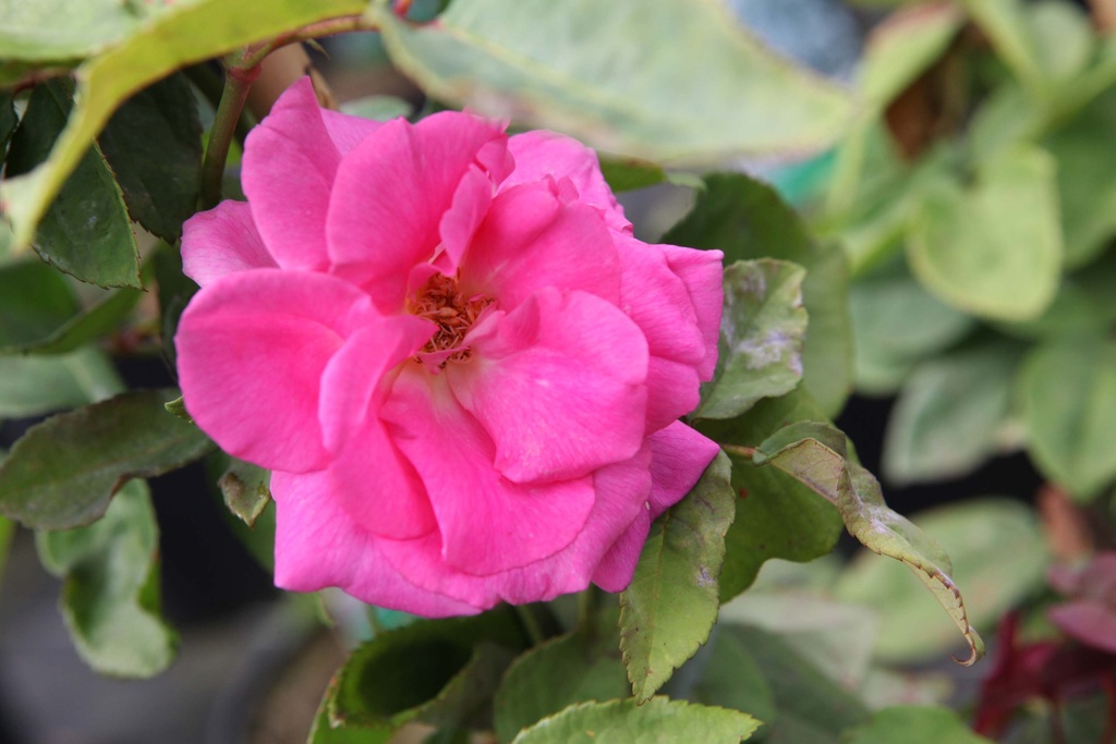 ROSA 'ZÉPHIRINE DROUHIN'