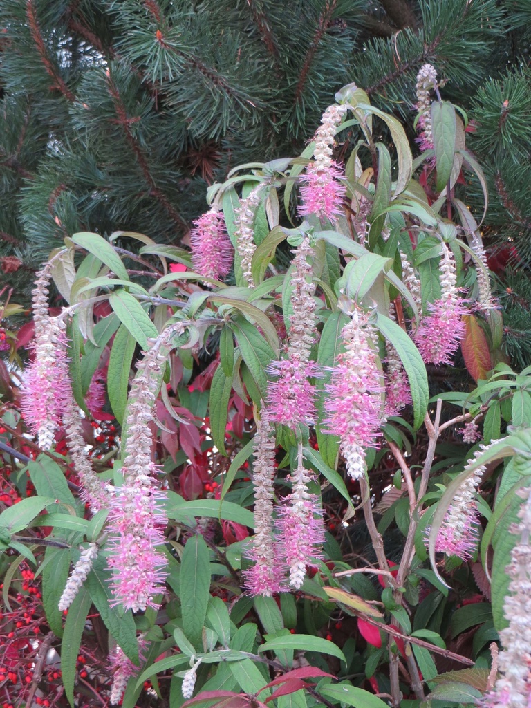 ROSTRINUCULA DEPENDENS HAPPY® 'CASCADE'