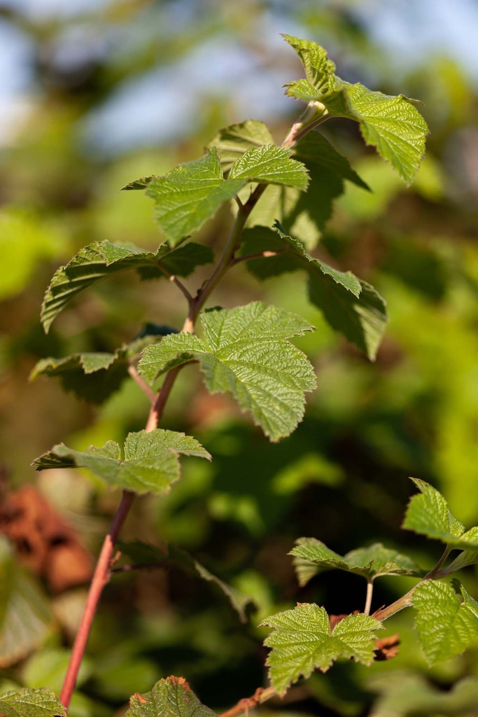 [RBE50C3] RUBUS 'BENENDEN' (Pot 3 liter, 50-60 cm)