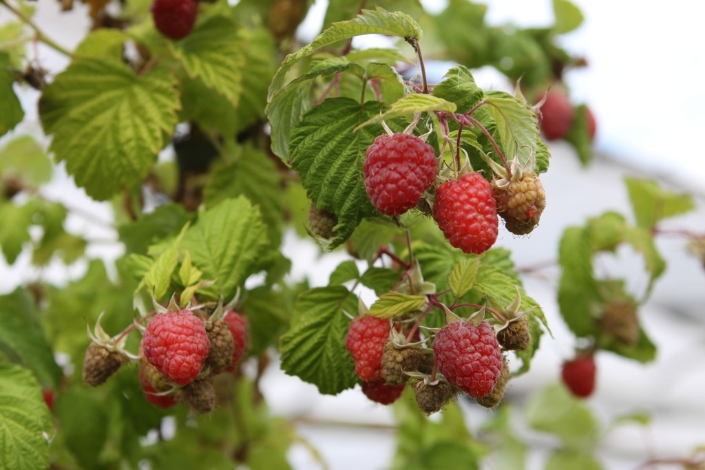 [FRMPRC] RUBUS IDAEUS 'MALLING PROMISE'