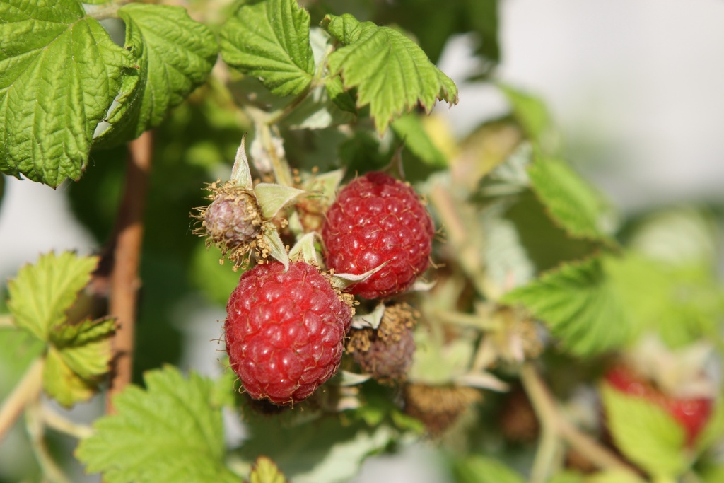 RUBUS IDAEUS 'SCHÖNEMANN'