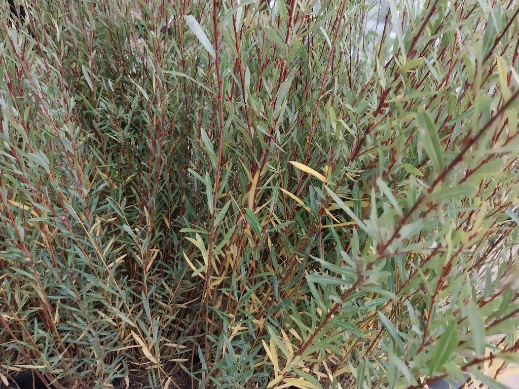 [SPNA3C] SALIX PURPUREA 'NANA' (Pot 2 liter, 30-40 cm)