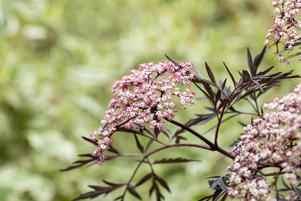 SAMBUCUS NIGRA BLACK LACE