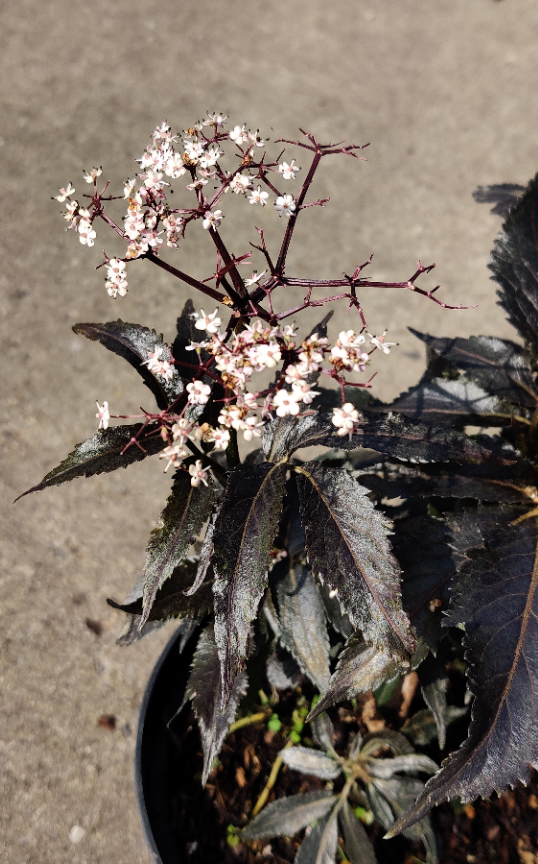 [xx] SAMBUCUS NIGRA BLACK TOWER (Pot 3 litres, 40-50 cm)