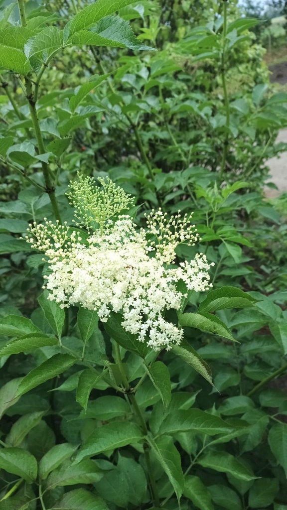 [SNHA3] SAMBUCUS NIGRA 'HASCHBERG' (Pot 3 liter, 40-50 cm)