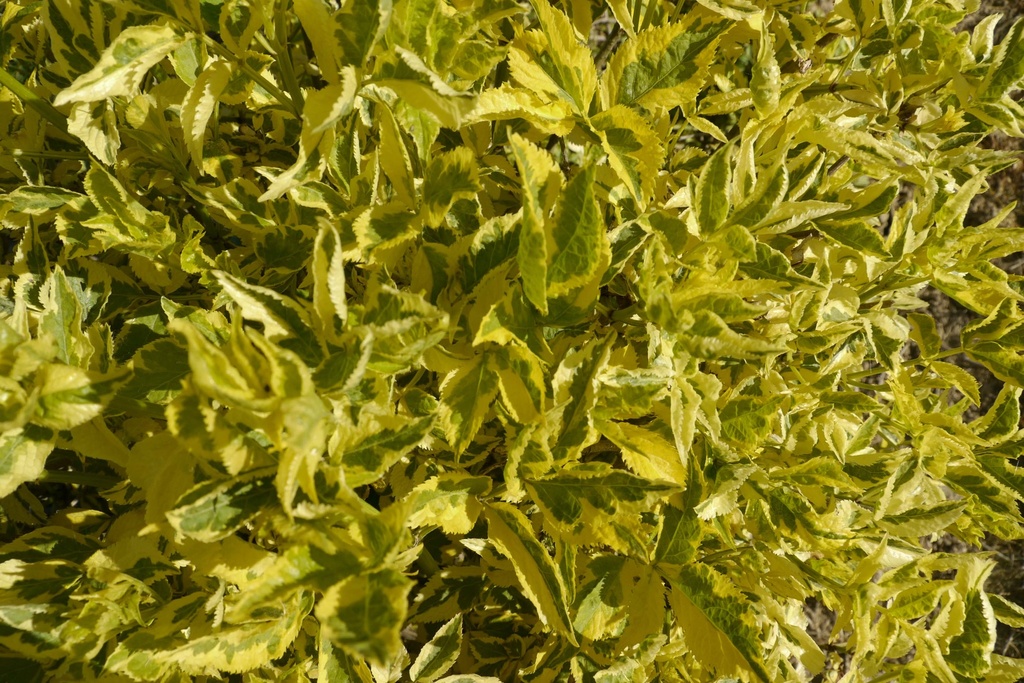 SAMBUCUS NIGRA 'MADONNA'
