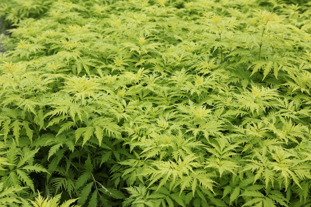 SAMBUCUS RACEMOSA 'SUTHERLAND GOLD'