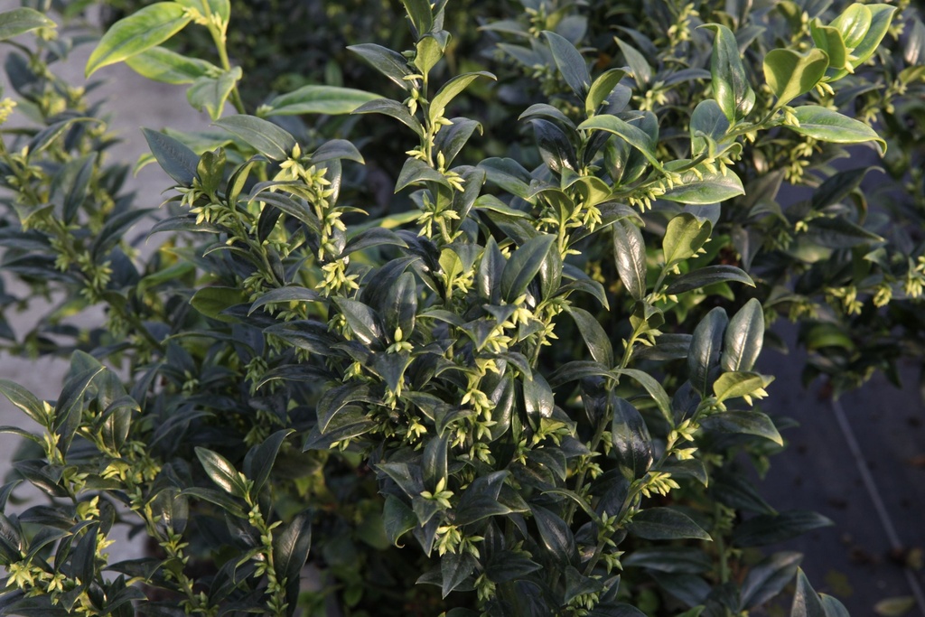 [SCO25] SARCOCOCCA CONFUSA (Pot 3 litres, 25-30 cm)