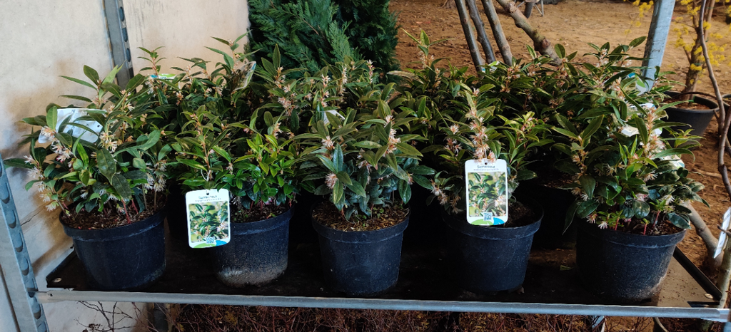 [SHHU20] SARCOCOCCA HOOKERIANA HUMILIS (Pot 3 litres, 20-25 cm)
