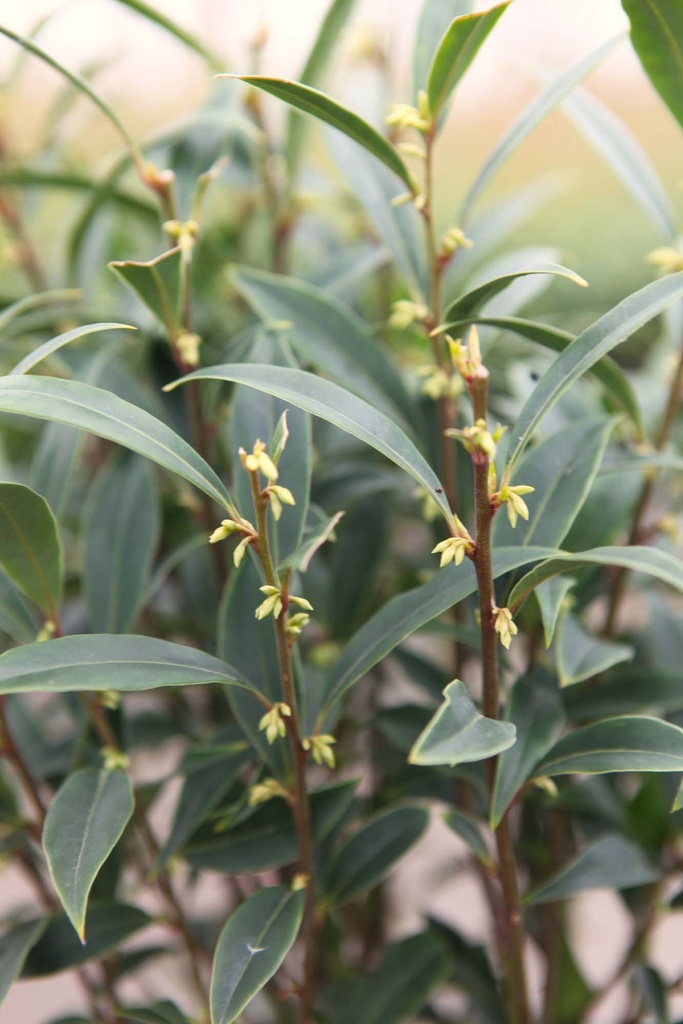SARCOCOCCA HOOKERIANA PURPLE GEM