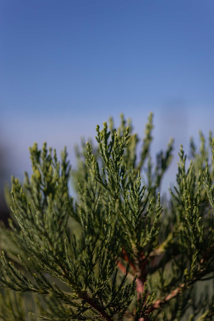 SEQUOIADENDRON GIGANTEUM