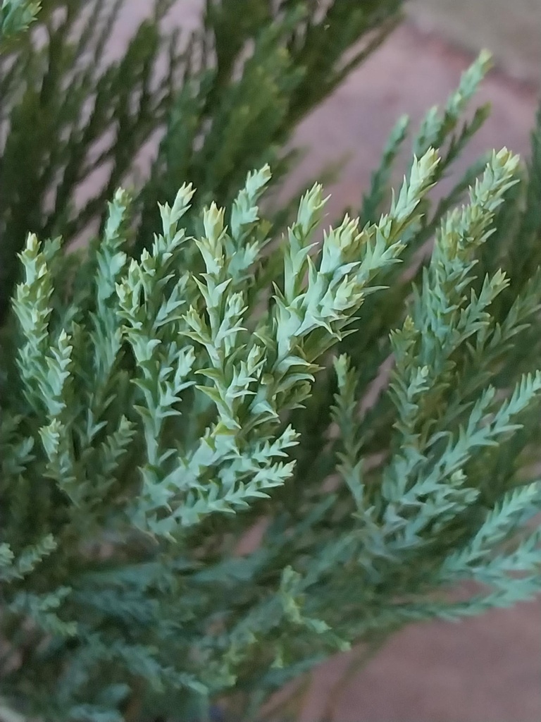 [SGI125] SEQUOIADENDRON GIGANTEUM (Pot, 125-150 cm)