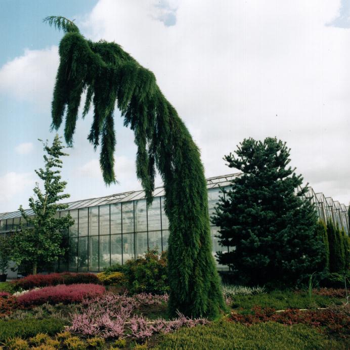 [SGPE125] SEQUOIADENDRON GIGANTEUM 'PENDULUM' (Pot, 125-150 cm)